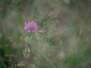 purple clover, soft focus