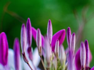 closeup of purple flowers