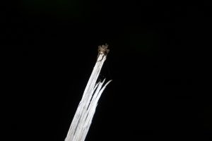 spider on splinter, black background