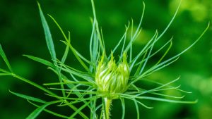 closeup of queen-anne's lace bud